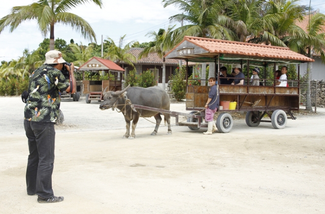 集落をまわっているお客様を、牛車に乗ったまま撮影します。