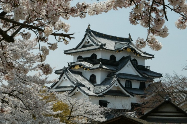 桜の季節には彦根城を中心に1200本の桜が、皆様をお迎えします。