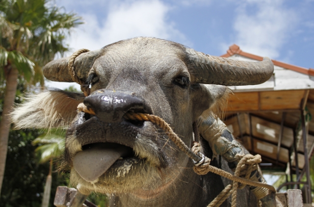 竹富観光センターでは、アジア種、ヨーロッパ種、2種類の水牛が水牛車を引っ張っています。2種類いるのはここだけ。